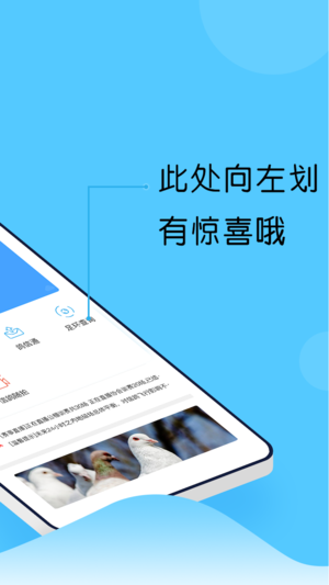 中鸽网app